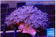 Xenia umbellata pumping 5-7 cm WYSIWYG acclimaté