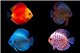 Discus varié 8-9 cm