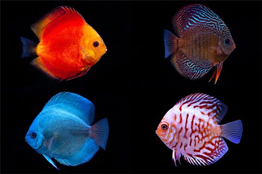 Discus varié 8-9 cm