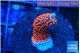 Montipora digitata bubble gum 2 cm WYSIWYG acclimaté