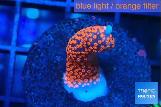 Montipora digitata bubble gum 2 cm WYSIWYG acclimaté