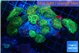 Discosoma watermelon 7-11 cm WYSIWYG acclimaté