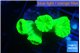 Caulastrea neon green 4 polyps WYSIWYG acclimaté