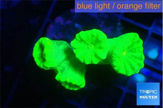 Caulastrea neon green 4 polyps WYSIWYG acclimaté