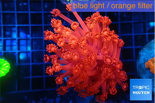 Goniopora red fire 4-8 cm WYSIWYG acclimaté