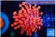Goniopora red fire 4-8 cm WYSIWYG acclimaté