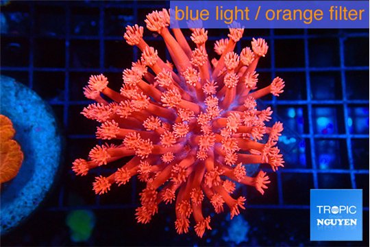Goniopora red fire 4-8 cm WYSIWYG acclimaté