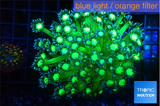 Goniopora glitter 4-7 cm WYSIWYG acclimaté