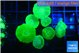 Caulastrea neon green 8 polyps WYSIWYG acclimaté