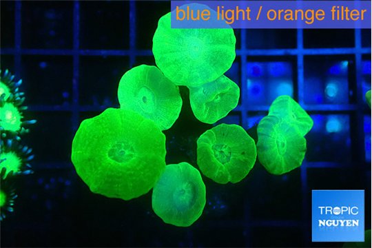 Caulastrea neon green 8 polyps WYSIWYG acclimaté