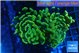 Euphyllia paraancora glow tip 4-8 cm WYSIWYG acclimaté