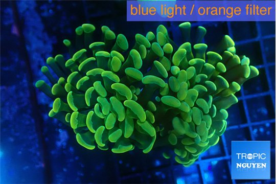 Euphyllia paraancora glow tip 4-8 cm WYSIWYG acclimaté
