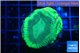 Favia green moon 3-4 cm WYSIWYG acclimaté