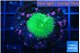 Ricordea floridae green 1 polyp WYSIWYG acclimaté