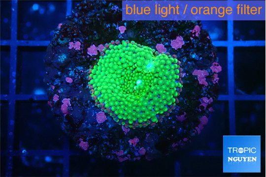 Ricordea floridae green 1 polyp WYSIWYG acclimaté