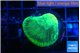 Favia green moon 2-3 cm WYSIWYG acclimaté