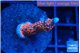 Montipora digitata bubble gum 2-3 cm WYSIWYG acclimaté