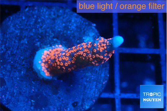 Montipora digitata bubble gum 2-3 cm WYSIWYG acclimaté