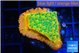 Montipora kungpao sunset phoenix 2-3 cm WYSIWYG acclimaté