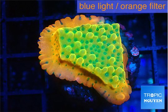 Montipora kungpao sunset phoenix 2-3 cm WYSIWYG acclimaté