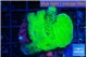 Montipora green cap 3-4 cm WYSIWYG acclimaté