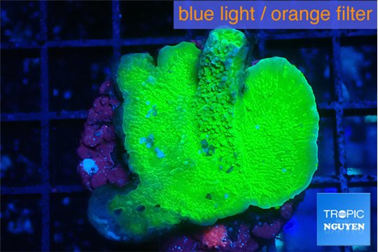 Montipora green cap 3-4 cm WYSIWYG acclimaté