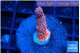 Montipora digitata bubble gum 2-3 cm WYSIWYG acclimaté