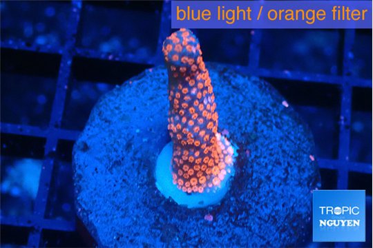 Montipora digitata bubble gum 2-3 cm WYSIWYG acclimaté
