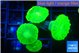 Caulastrea neon green 4 polyps WYSIWYG acclimaté