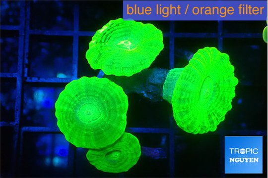 Caulastrea neon green 4 polyps WYSIWYG acclimaté