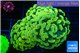 Euphyllia paraancora electro 4-6 cm WYSIWYG acclimaté