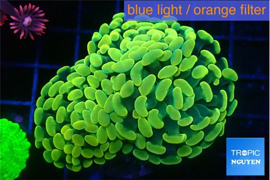 Euphyllia paraancora electro 4-6 cm WYSIWYG acclimaté