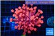 Goniopora red fire 4-8 cm WYSIWYG acclimaté