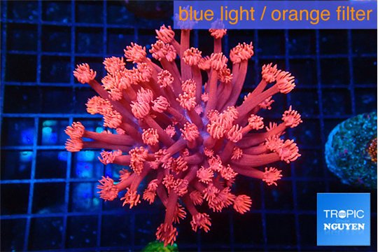 Goniopora red fire 4-8 cm WYSIWYG acclimaté