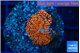 Rhodactis red blue flash 1 polyp WYSIWYG acclimaté