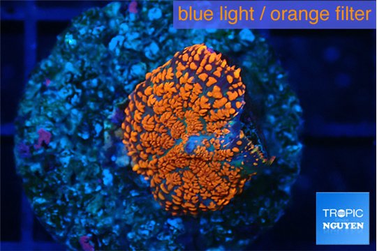 Rhodactis red blue flash 1 polyp WYSIWYG acclimaté