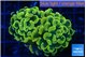 Euphyllia paraancora electro 3-5 cm WYSIWYG acclimaté