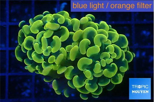 Euphyllia paraancora electro 3-5 cm WYSIWYG acclimaté