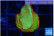 Montipora red fire forest 1-2 cm WYSIWYG acclimaté