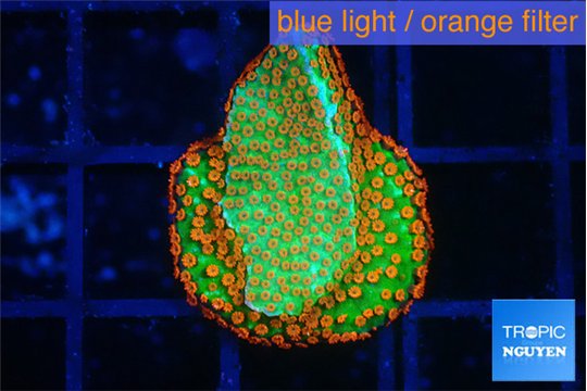 Montipora red fire forest 1-2 cm WYSIWYG acclimaté