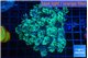 Goniopora green 4-7 cm WYSIWYG acclimaté