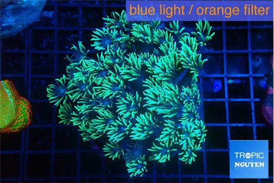 Goniopora green 4-7 cm WYSIWYG acclimaté