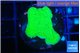Montipora green cap 2-3 cm WYSIWYG acclimaté