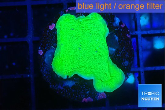 Montipora green cap 2-3 cm WYSIWYG acclimaté