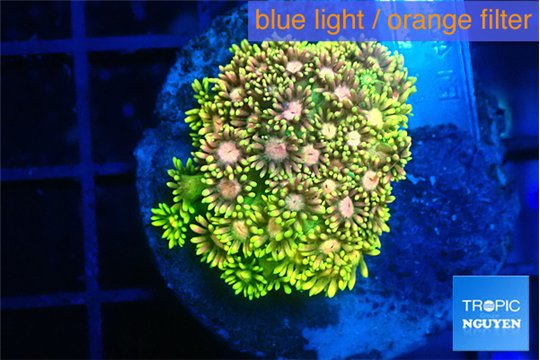 Goniopora rainbow 3-6 cm WYSIWYG acclimaté