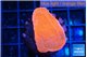 Montipora red cap 2-3 cm WYSIWYG acclimaté