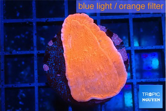 Montipora red cap 2-3 cm WYSIWYG acclimaté