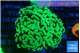 Euphyllia paraancora glow tip 5-8 cm WYSIWYG acclimaté