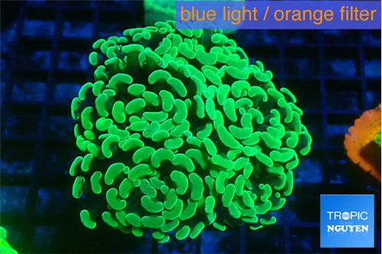 Euphyllia paraancora glow tip 5-8 cm WYSIWYG acclimaté