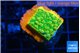 Montipora kungpao sunset phoenix 3-4 cm WYSIWYG acclimaté